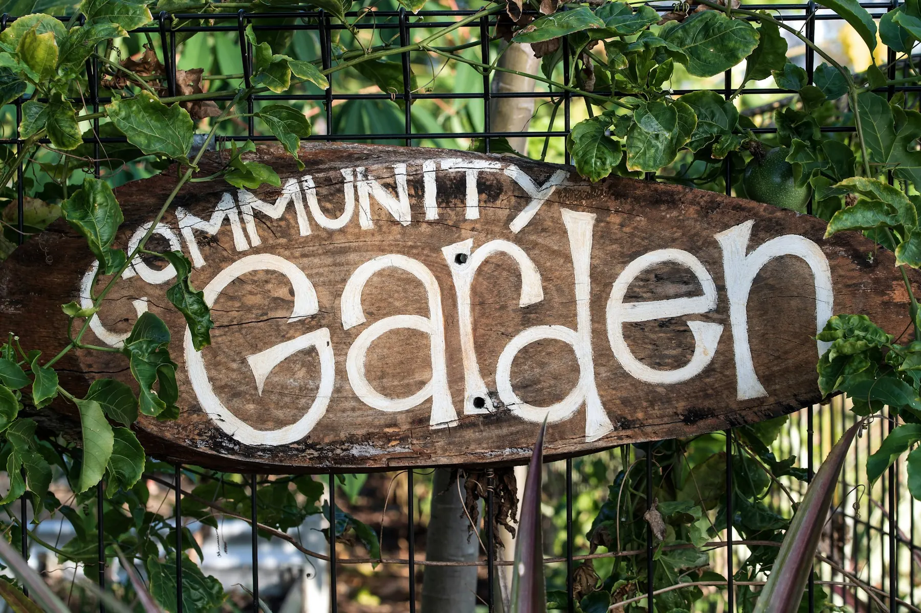 “Community Garden” 표지판이 있는 텃밭